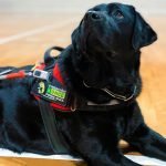 Ellos son los ojos de quienes no pueden ver