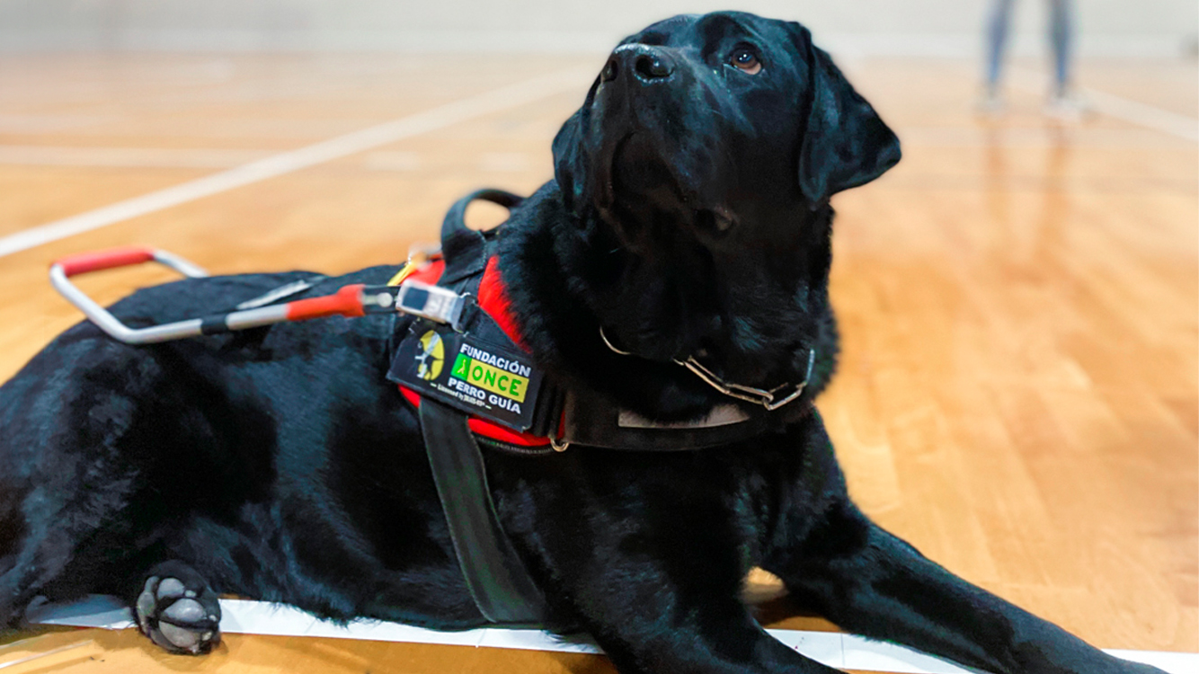 Ellos son los ojos de quienes no pueden ver